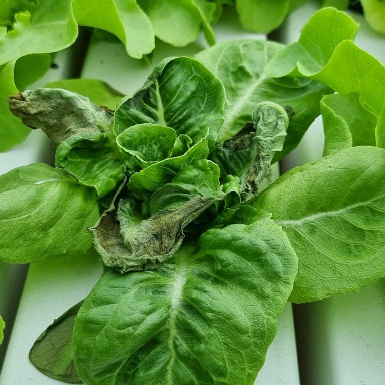 Managing Tipburns using NutriHydro