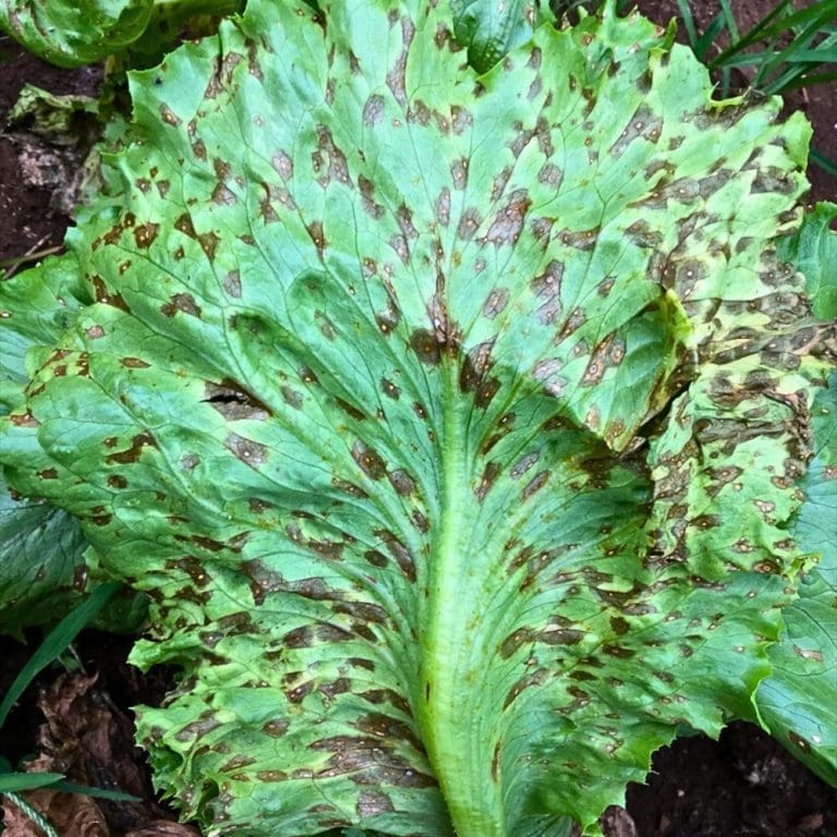 Bacterial Soft Rot : Wilt & Die Series