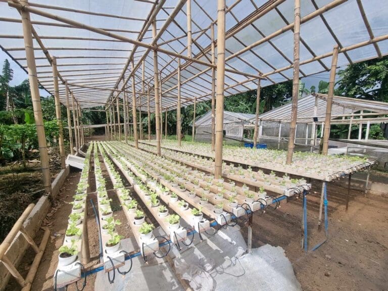 Nagcarlan Hydroponic Growers: Cultivating Unity and Success in Laguna