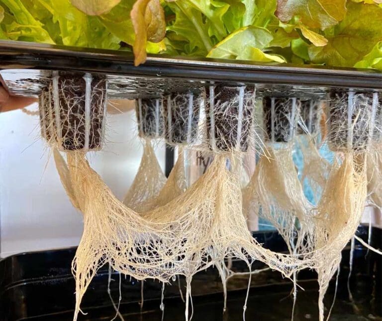 Root Development