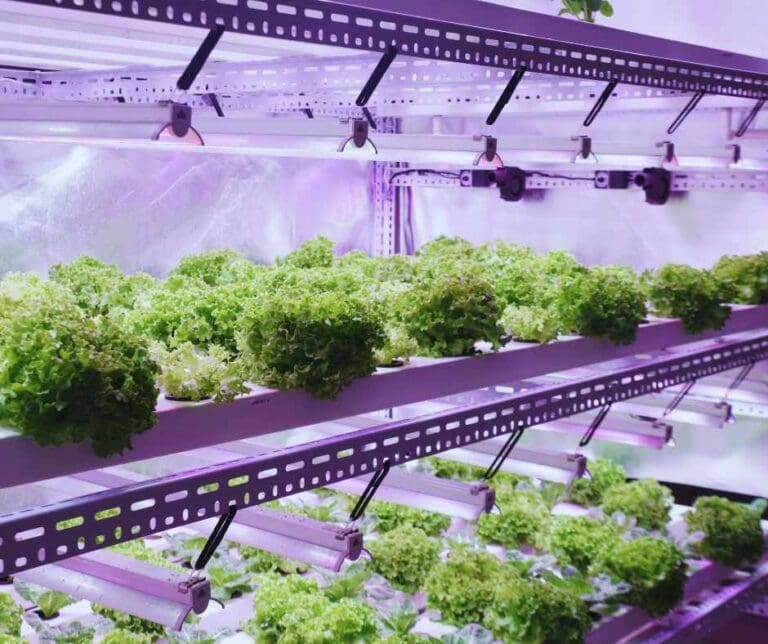 Mistakes to Avoid When Using Grow Lights