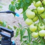 Global Prevalence of Pesticide Residues in Food