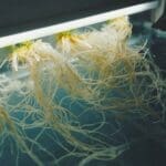 Oxidation Reduction Potential (ORP) | NH 9 Cores of Precision