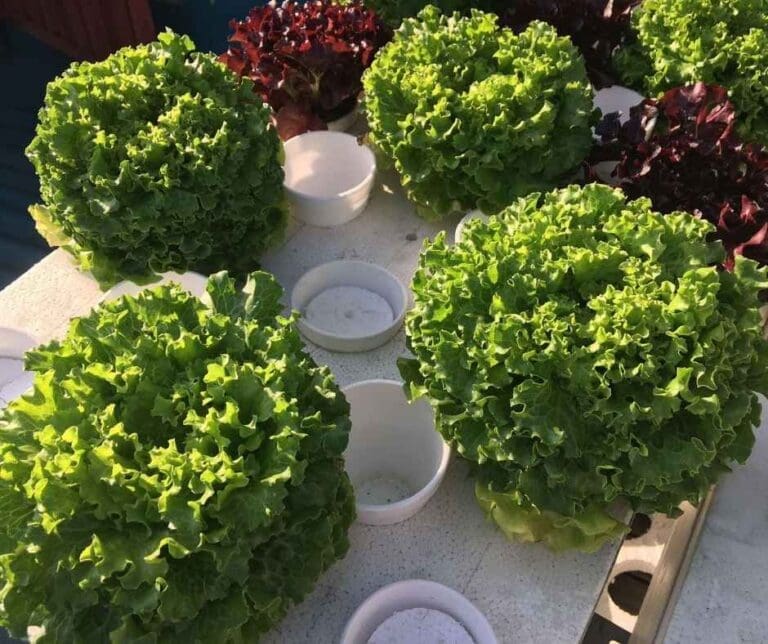 How Sunlight Affects the Growth of Batavia Lettuce