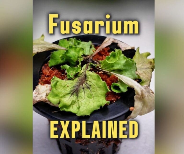 Fusarium in Lettuce, a Practical Guide